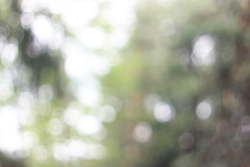 Obraz premium Абстрактный размытый фон боке летнего леса
