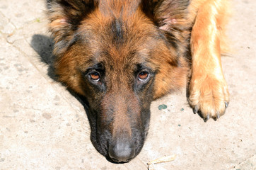 Young German shepherd dog lying in the garden outdoor