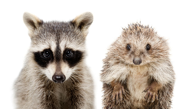 Portrait of a raccoon and hedgehog