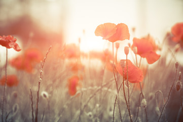 Obraz premium summer poppy flowers at meadow sunlight