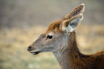 Deer outside during the day in Queensland.