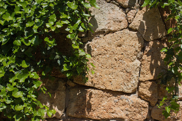 leaves on decorative hewn stone wall for wallpaper.