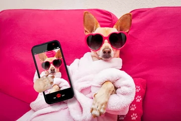 Abwaschbare Fototapete Lustiger Hund Hunde-Selfie-Wellness-Spa