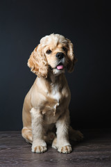 Cocker spaniel sitting on dark background.