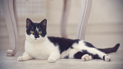 Black-and-white domestic cat lies © Azaliya (Elya Vatel)