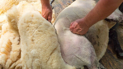 Farmer shearing white fleece off sheep with clippers