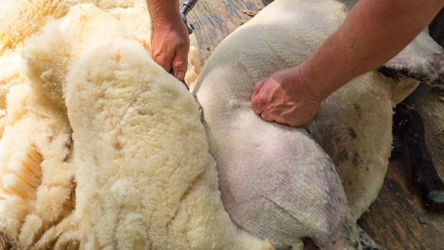 Farmer Shearing White Fleece Off Sheep With Clippers