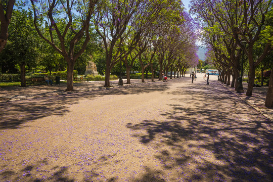Beautiful blooming jacaranda trees in Athens, Greece