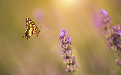 Fototapeta premium Butterfly fly to lavender flower