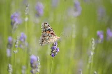 Butterfly on lavender flower