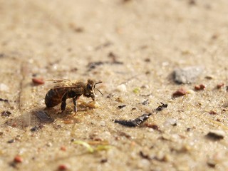 pszczoła na piasku