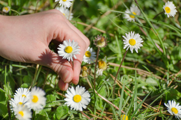 Young female hand picking daisy