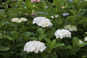 紫陽花(Hydrangea) / 栃木県にてアジサイの花を撮影しました。