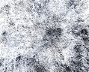 The texture of fur white wolf