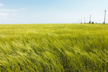 field of grass and perfect sky