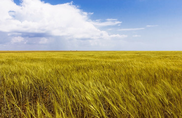 field of grass, summer meadow background perfect sky with clouds