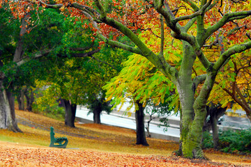 Naklejka premium Autumn in Brisbane