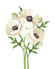 Vector bouquet of white poppy flowers isolated on a white background.