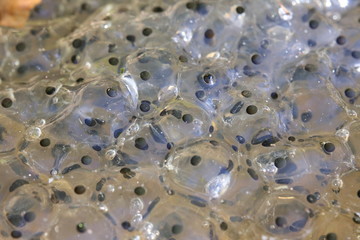 Macro shot of European common frog (Rana temporaria) spawn