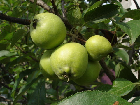 Green unripe apples on a branch