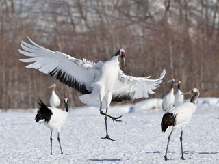 Landing of the crane 