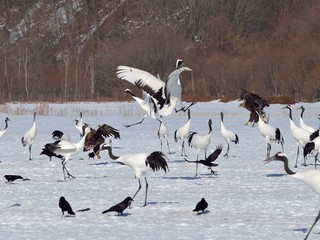 Fototapeta premium Battle of the cranes and the eagles