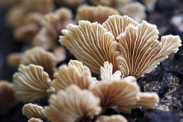 mushroom background.