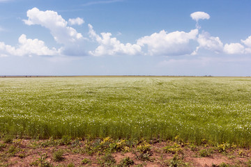 field of grass and perfect sky