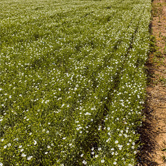flowering white flax field, flax blooms in rows