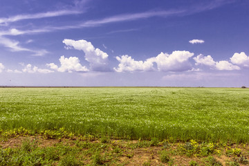 Fototapeta na wymiar field of grass and perfect sky