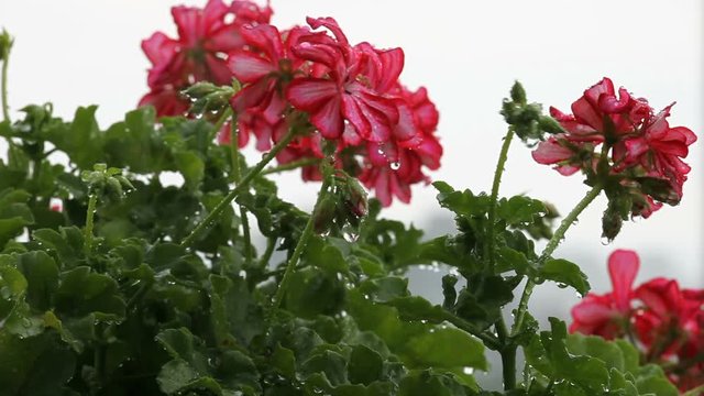 Flowers of geranium in the rain