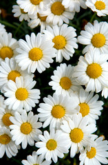 Macro of beautiful white daisies flowers.