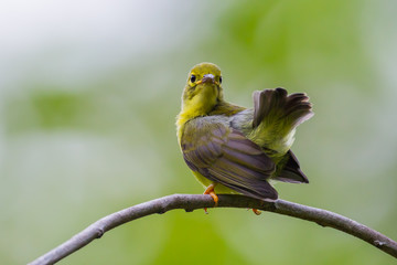 Lovely young  Brown-throated sunbird(Prinia inornata) in real nature in Thailand