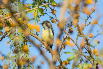 Nile Valley Sun Bird