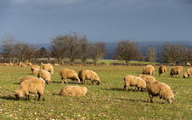 Obraz na płótnie Canvas Sheep in a field in winter