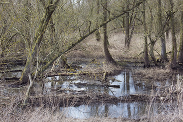 Marshland in the Biesbosch.