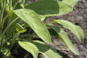 Sage leaves.
