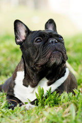 dog French bulldog in the summer