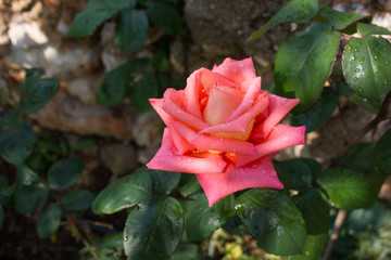 Close up beautiful roses flower on green background