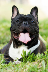 happy dog of the French bulldog lies in summer