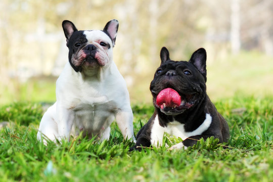 two dogs French bulldogs in the summer