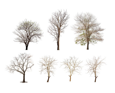 Fototapeta Collection of trees with no leaves or winter tree or dead tree on white background