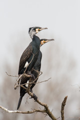 Great cormorant in nuptial plumage (Phalacrocorax carbo), Italy