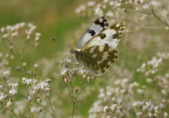 Obraz premium close up of Pontia edusa butterfly on wild flower