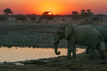 Fototapeta na wymiar Fiery sunset with elephants