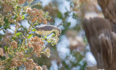 Nile Valley Sun Bird