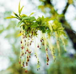 Beautiful flowers branch.