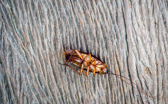 Cockroach lying dead on the old wooden floor.