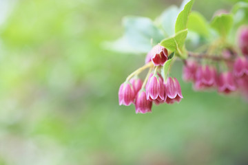 ベニサラサドウダン(Enkianthus campanulatus var. rubicundus)
