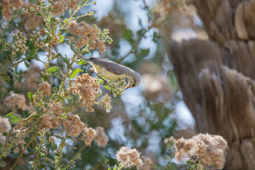 Nile Valley Sun Bird